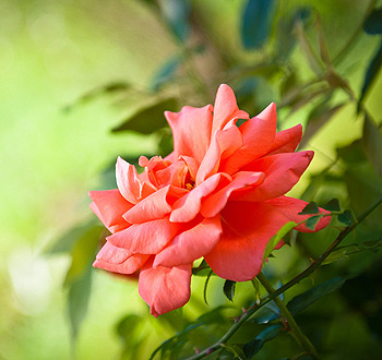 【谷歌商店】可信的ddos在线压力测试平台